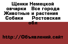 Щенки Немецкой овчарки - Все города Животные и растения » Собаки   . Ростовская обл.